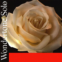410521 Wondertone Solo     (), Pirastro